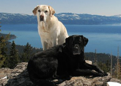 Lark and Elani training assistants