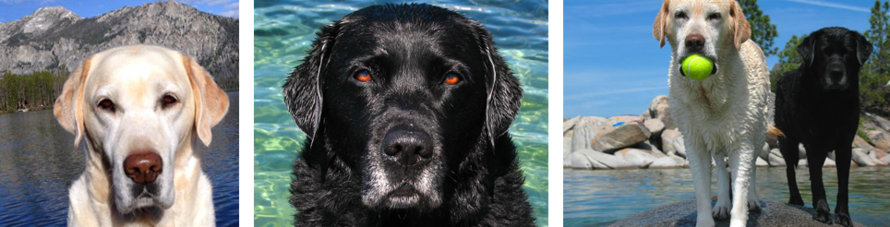 Training assistants on Tahoe
